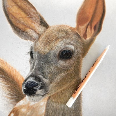 Lonneke Grimbergen Art - Witstaarthert 'Bambi'