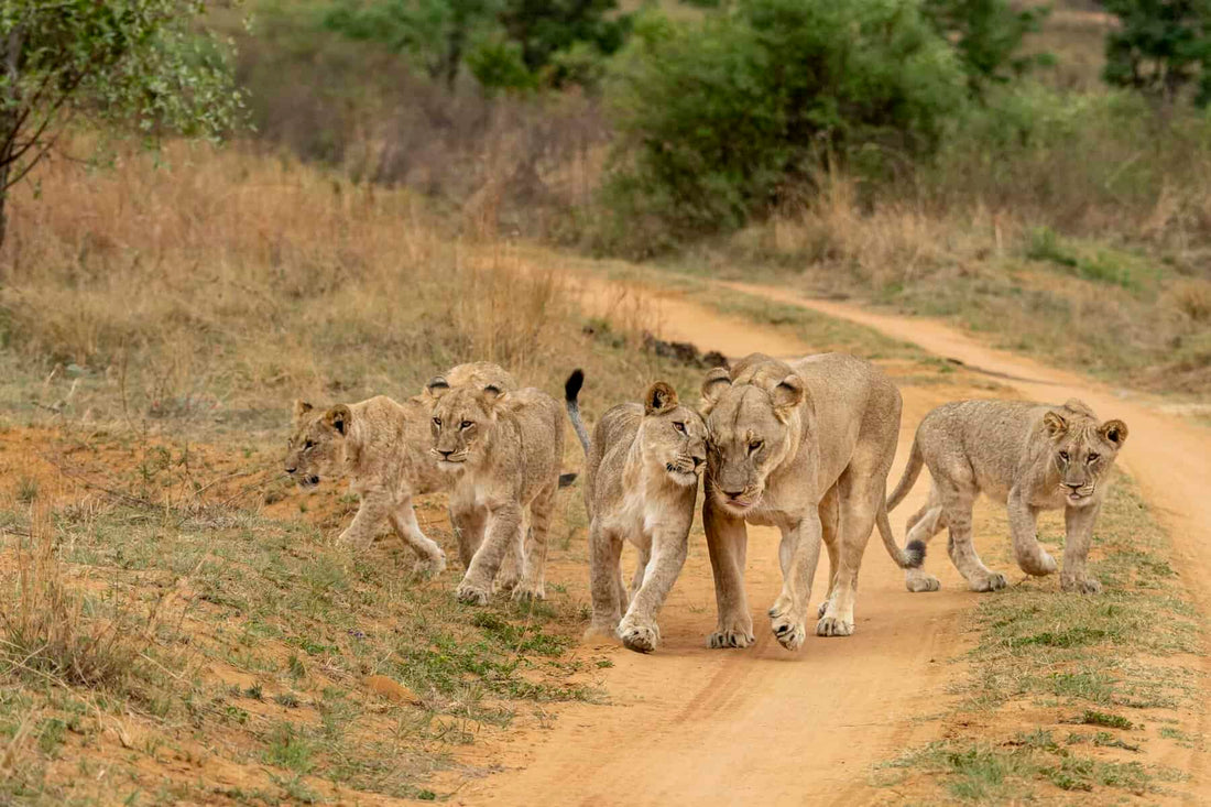 Affectie in het dierenrijk