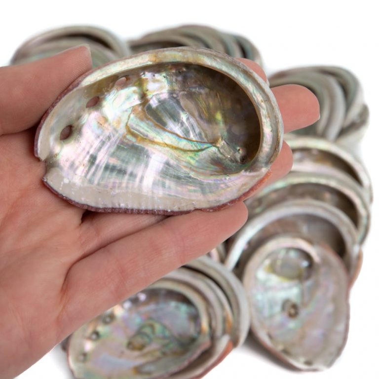 Abalone schelp – klein – 50 tot 70 mm