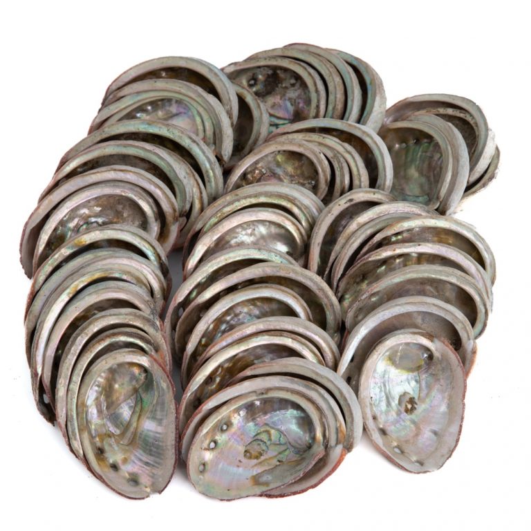 Abalone schelp – klein – 50 tot 70 mm