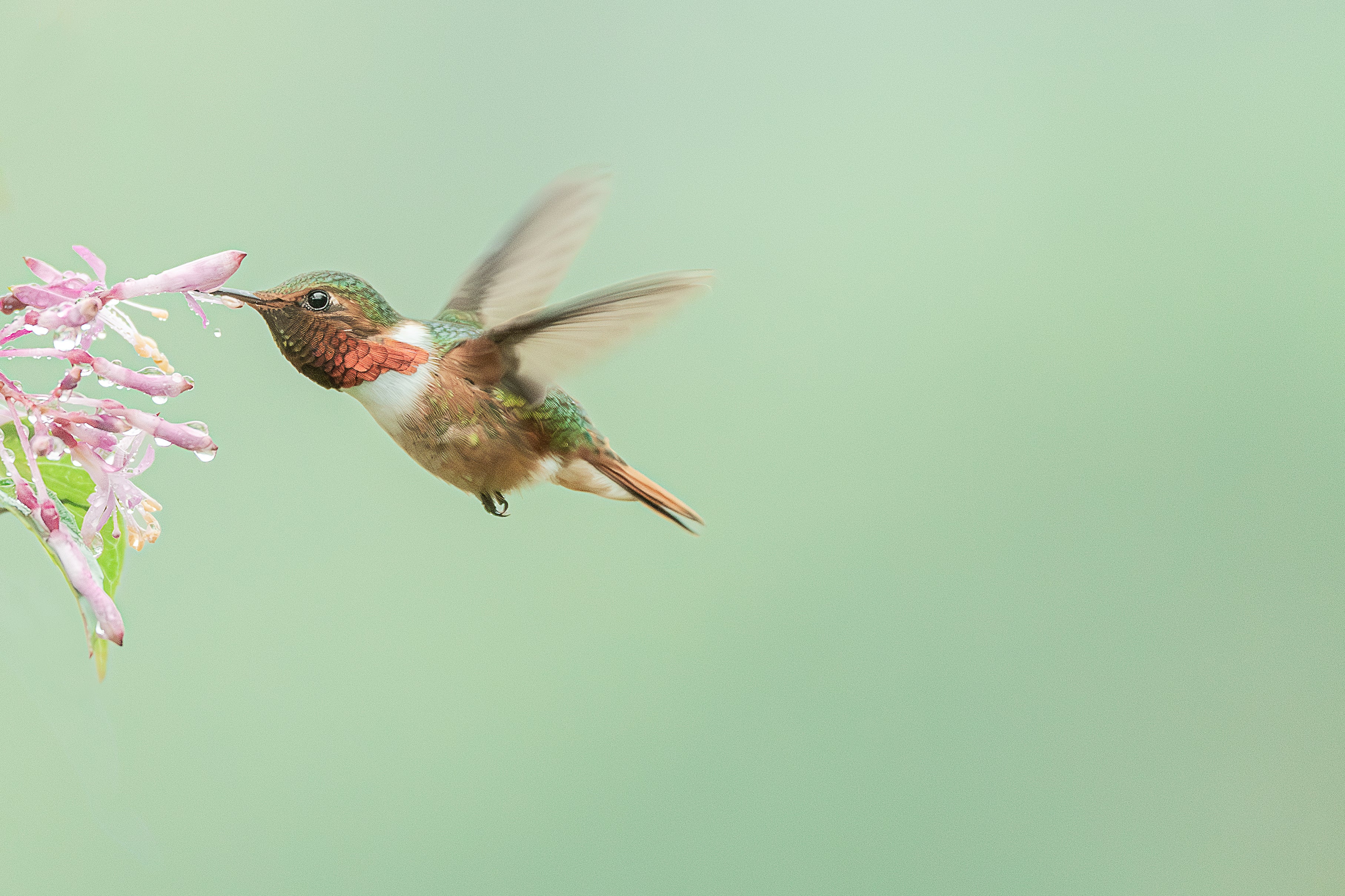 Hummingbird Costa RIca