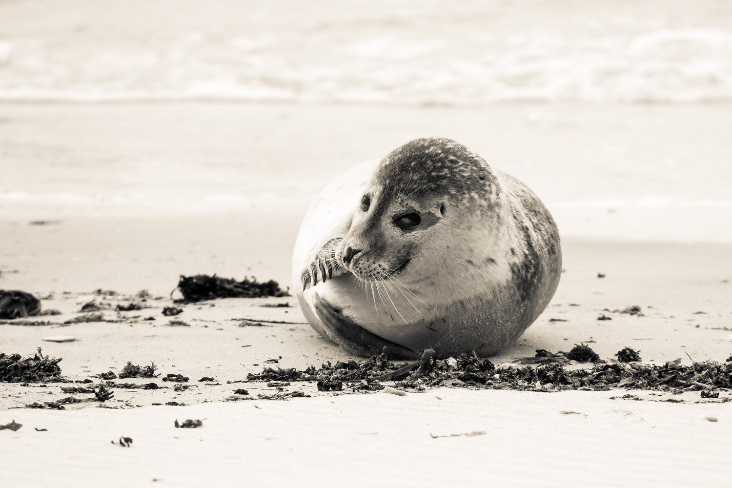 Zeehond strand Dune (Helgoland)